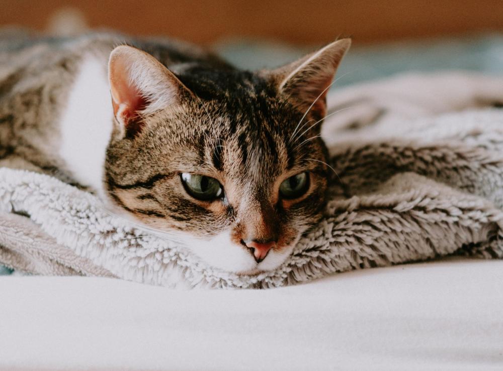 chat