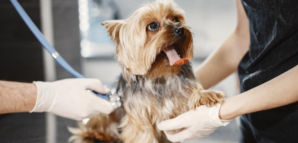 chien consultation