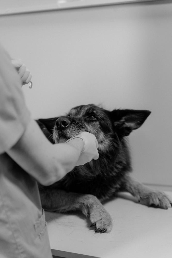 chien consultation