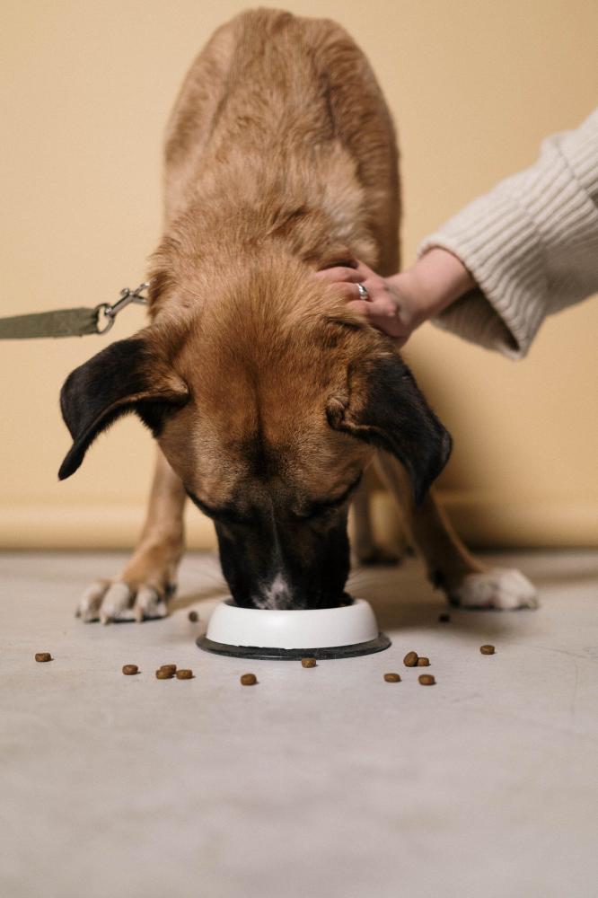 chien mange
