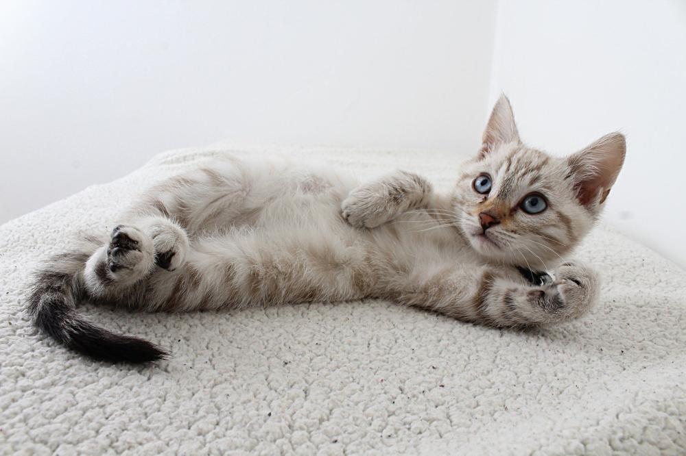 petit chat