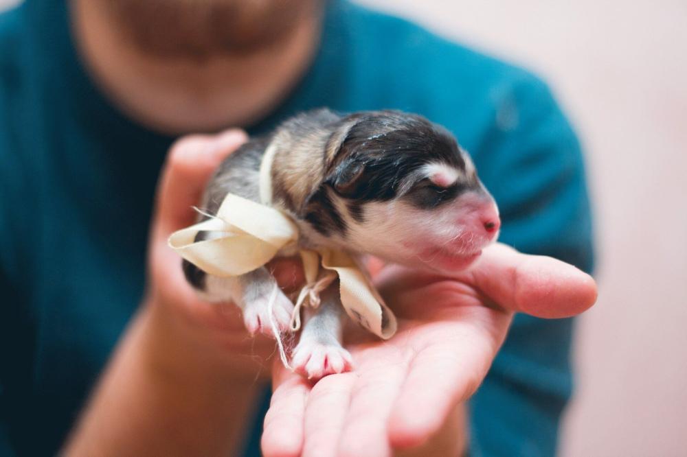 bébé chien