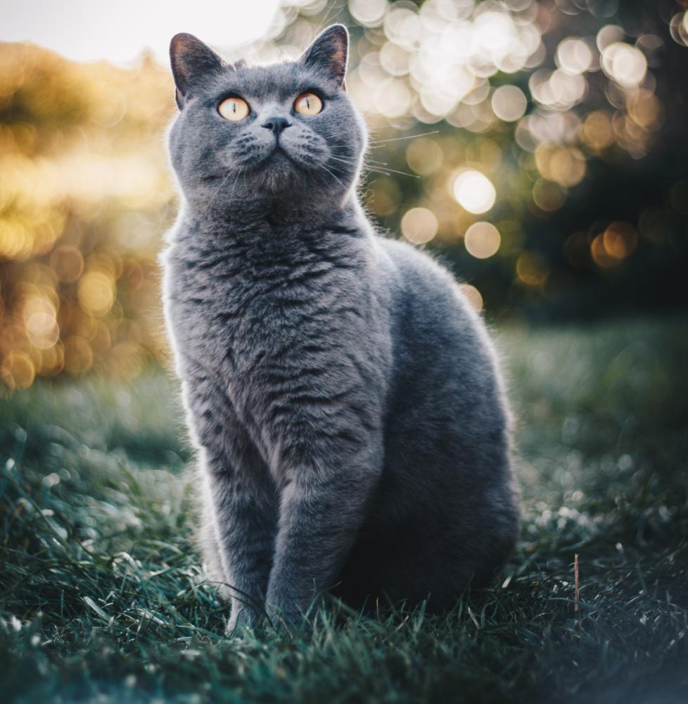 chat gris